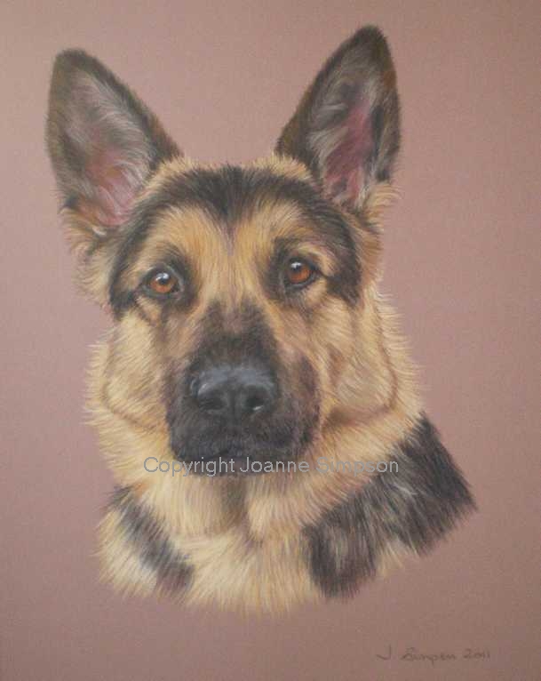 German Shepherd pet portrait by Joanne Simpson.